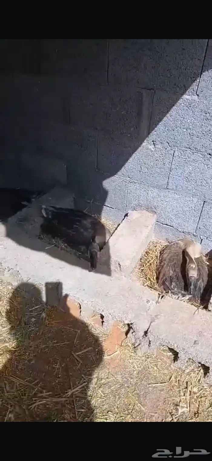 وز عراقي بسعر خيالي 31