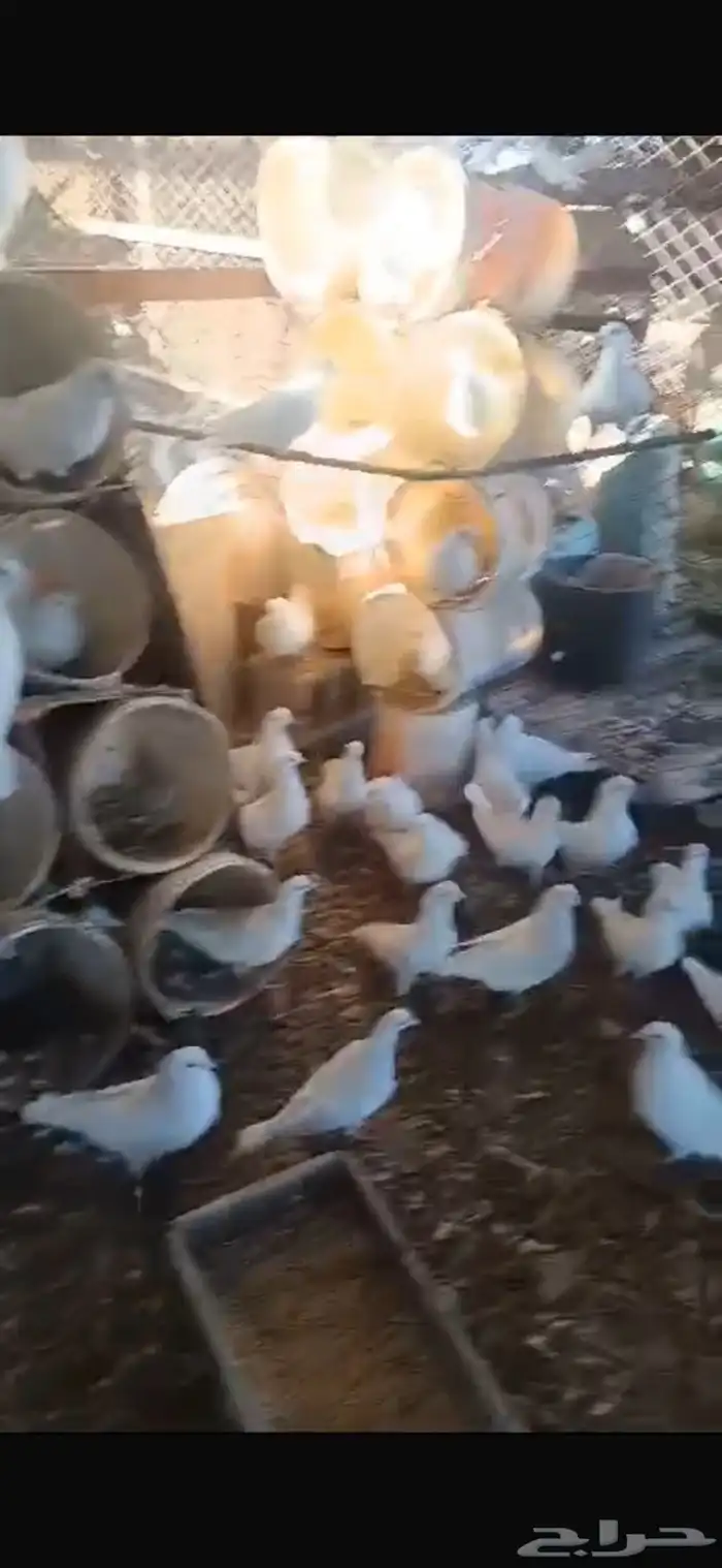 حمام لاحم فرنسي 17