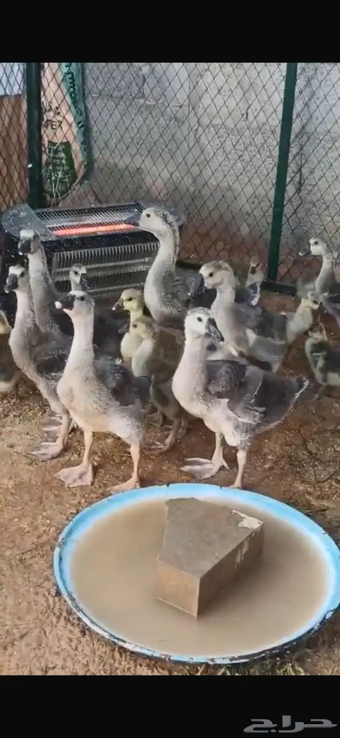 وز عراقي بسعر خيالي 18