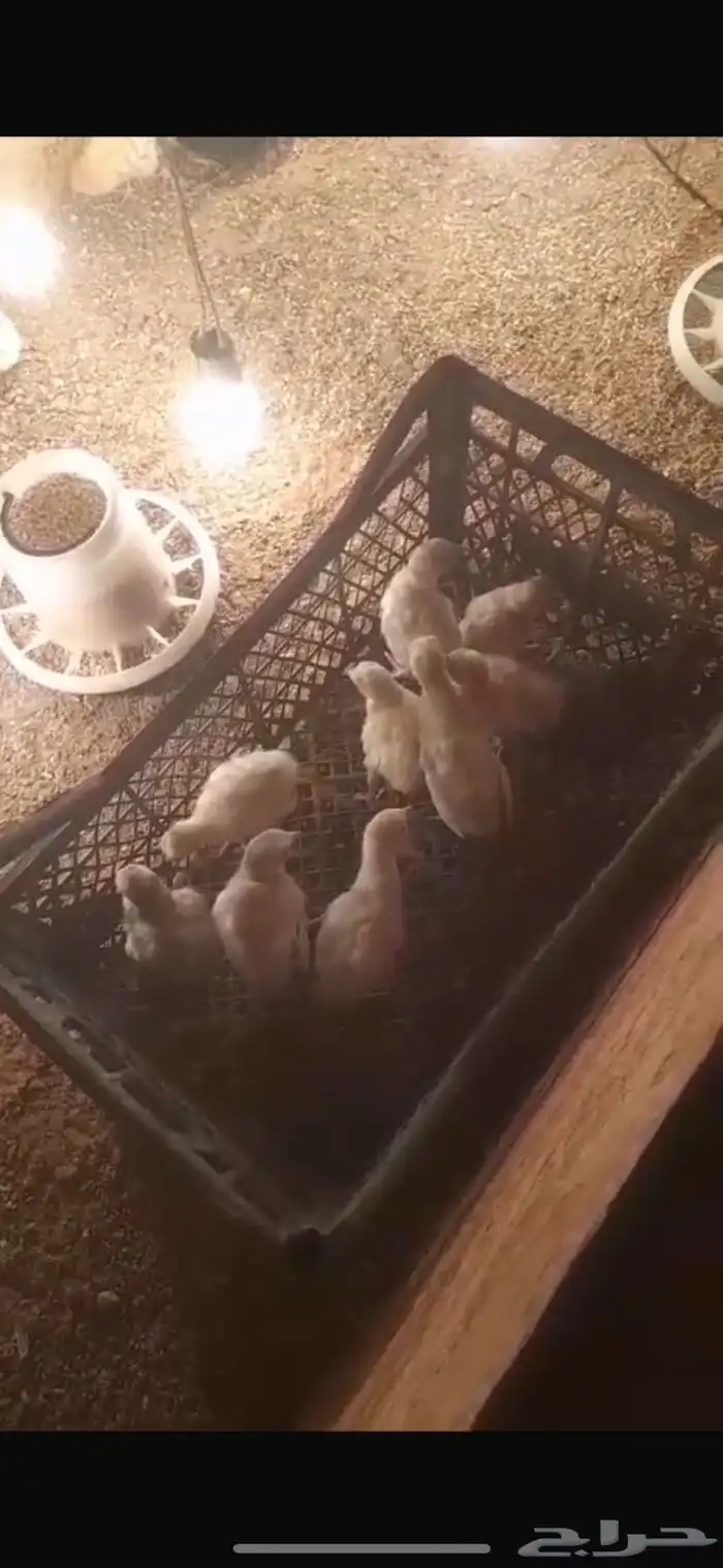 صوص رومي وصوص حبشي 1
