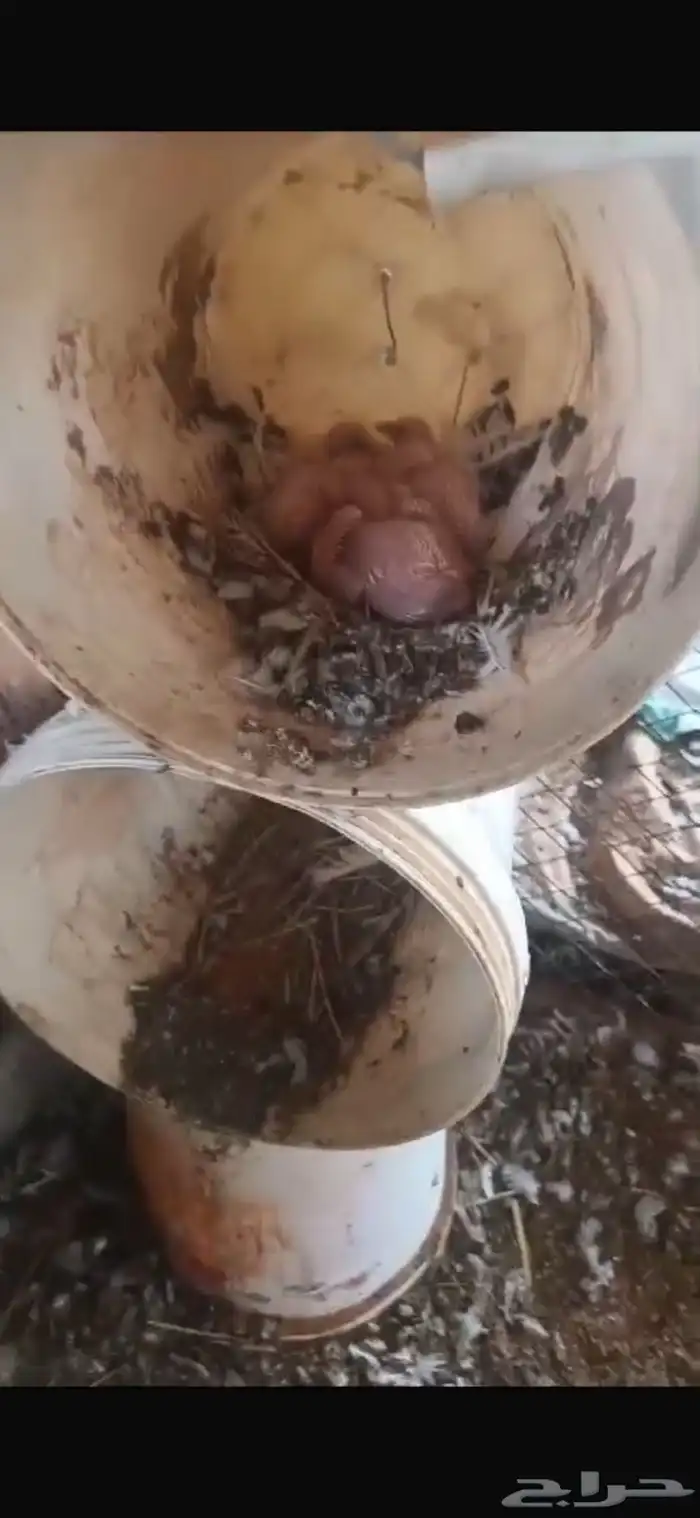 حمام لاحم فرنسي 3