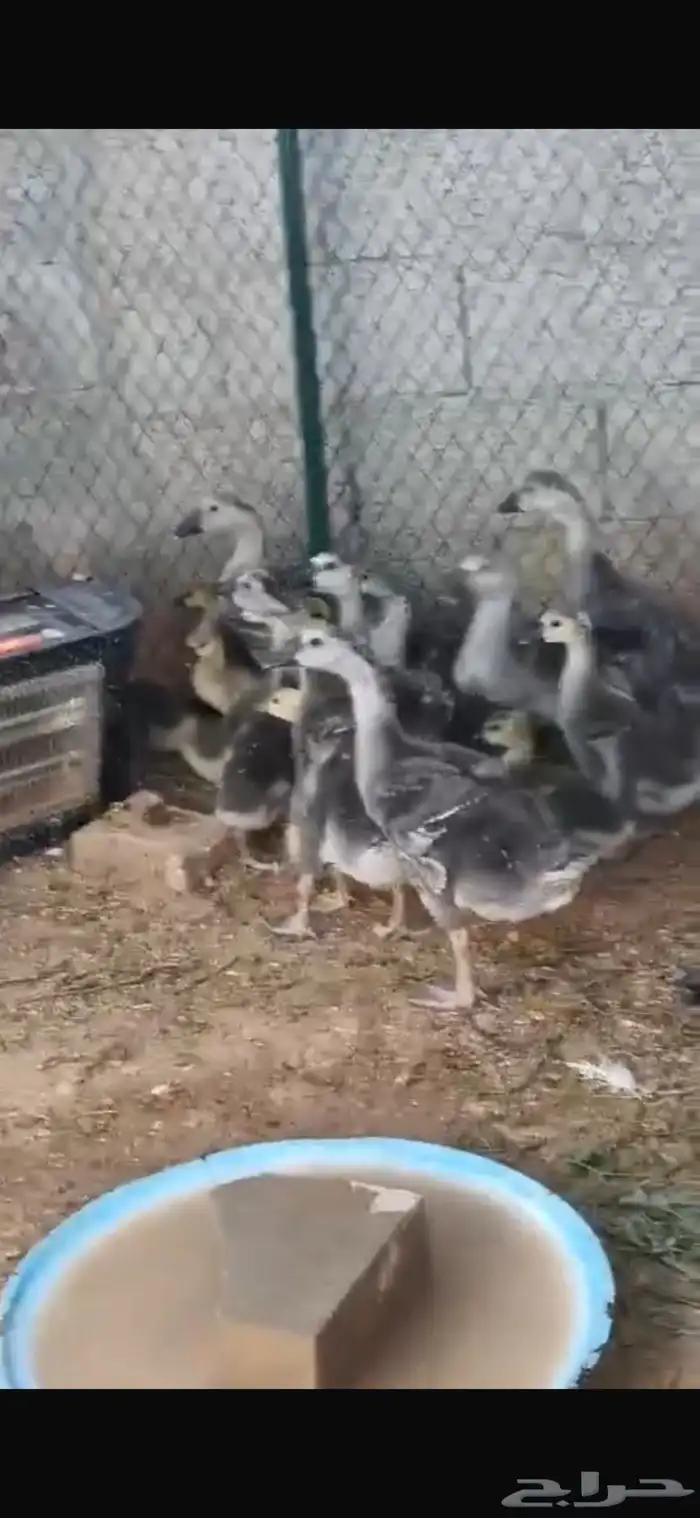 وز عراقي بسعر خيالي 10