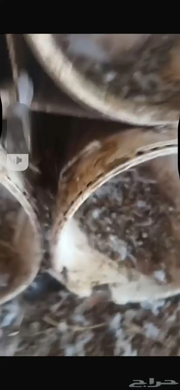 حمام لاحم فرنسي 8