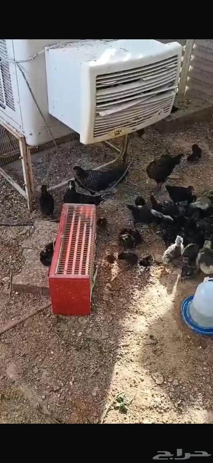 وز عراقي بسعر خيالي 24