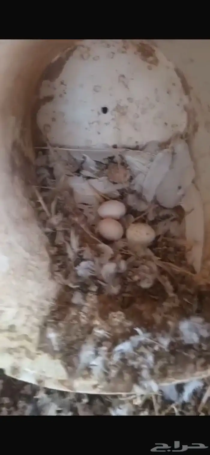 حمام لاحم فرنسي 5