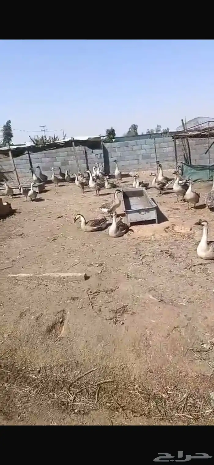 وز عراقي بسعر خيالي 27