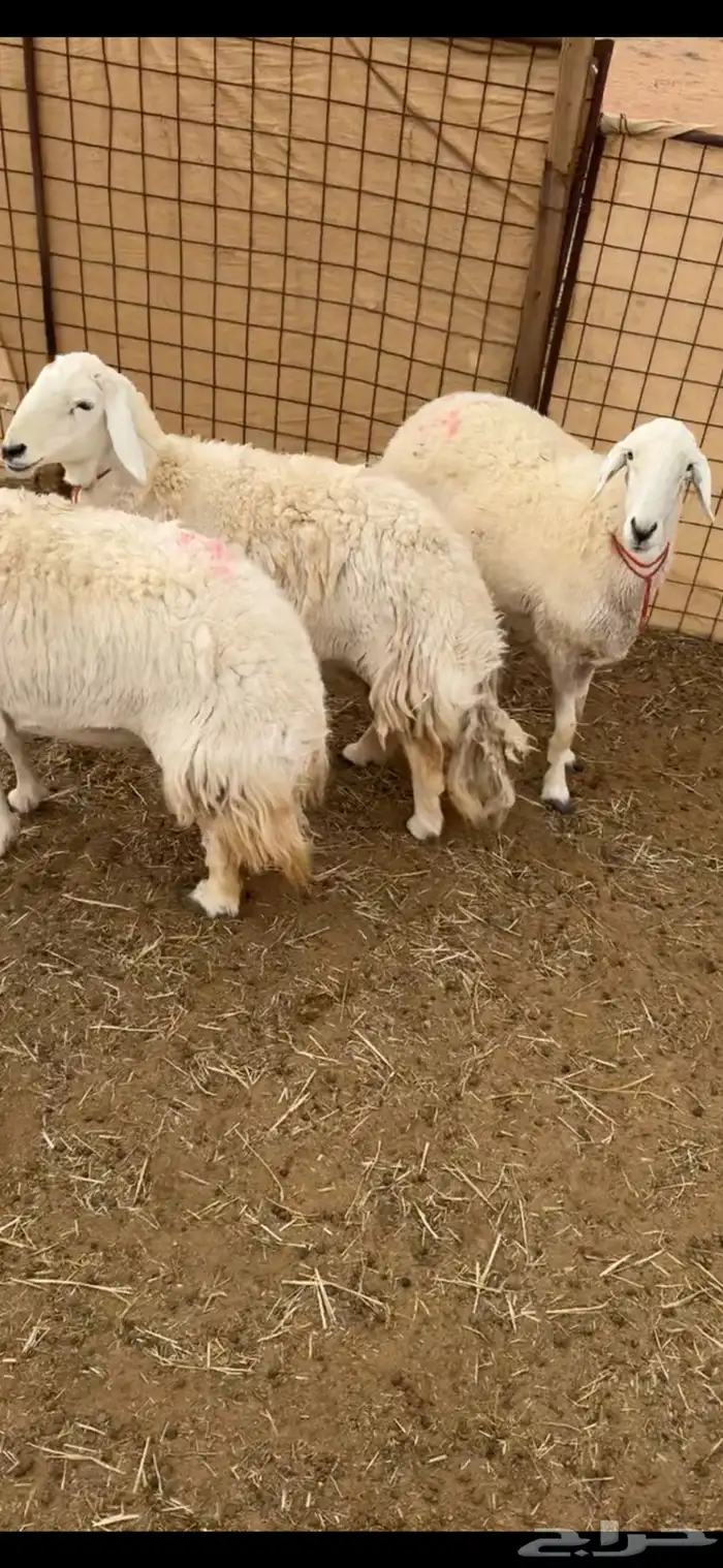 غنم حيل. تم البيع تم البيع تم البيع 1