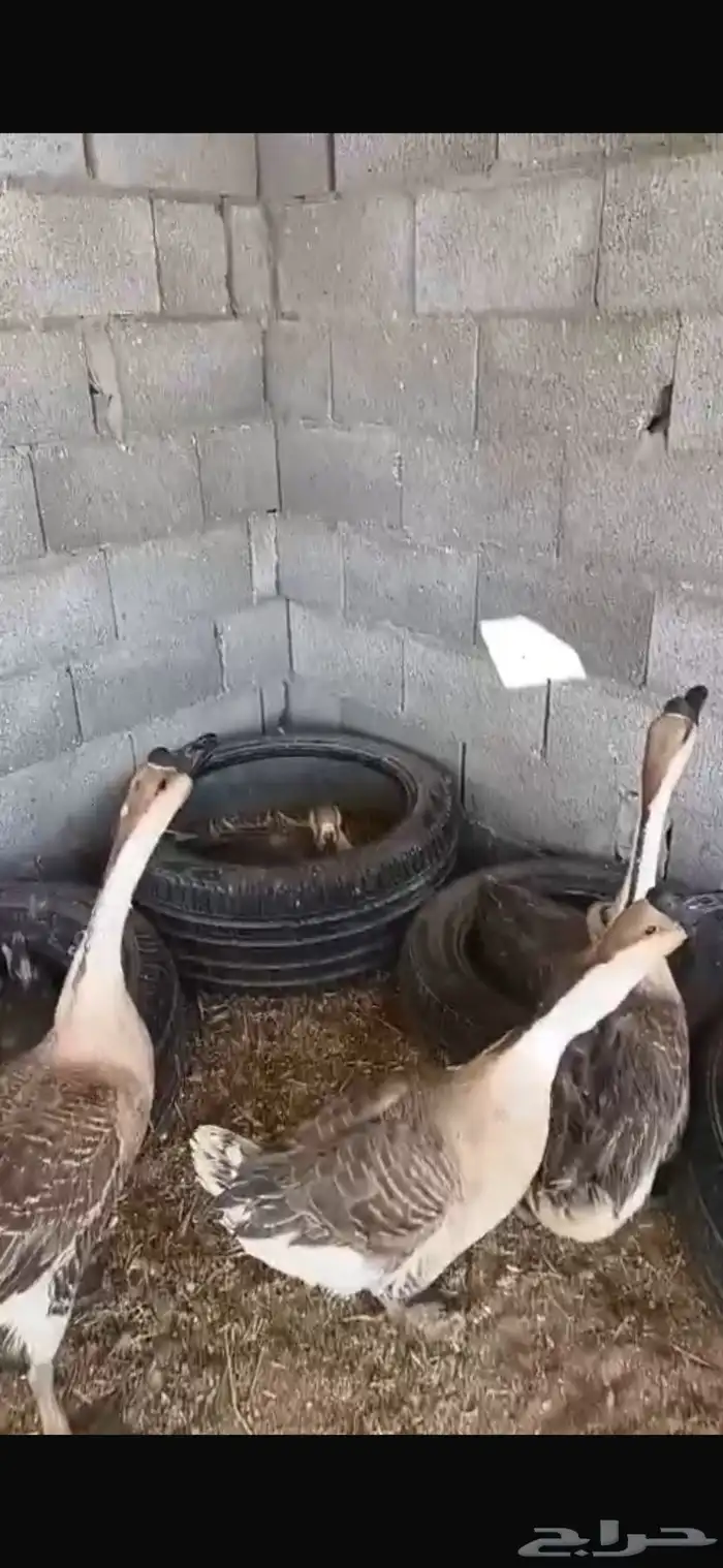 وز عراقي بسعر خيالي 2