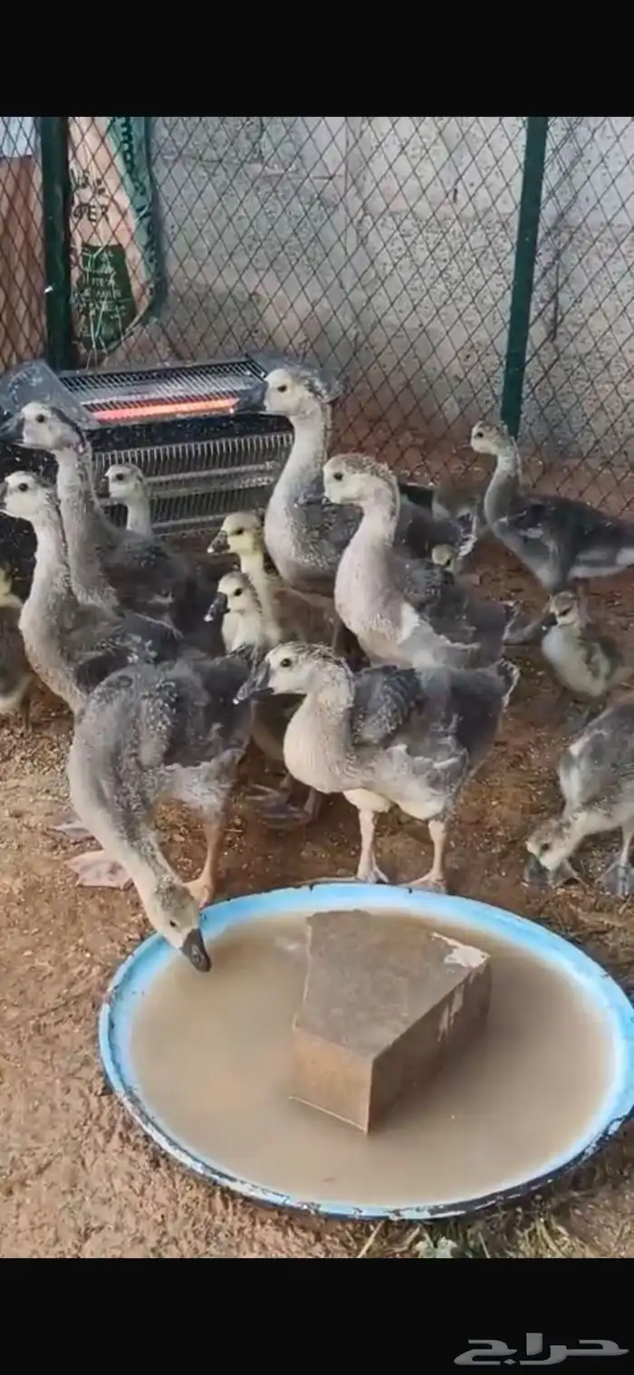 وز عراقي بسعر خيالي 19