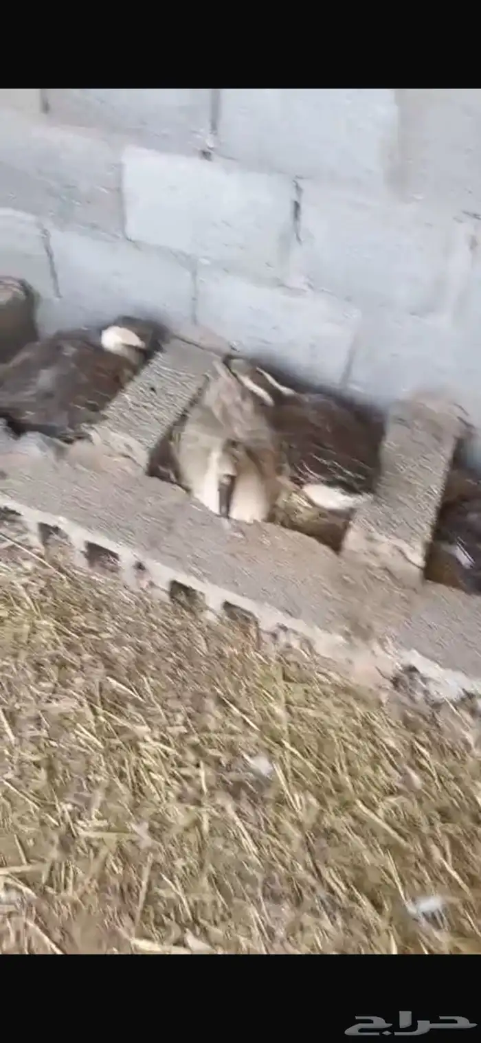 وز عراقي بسعر خيالي 43