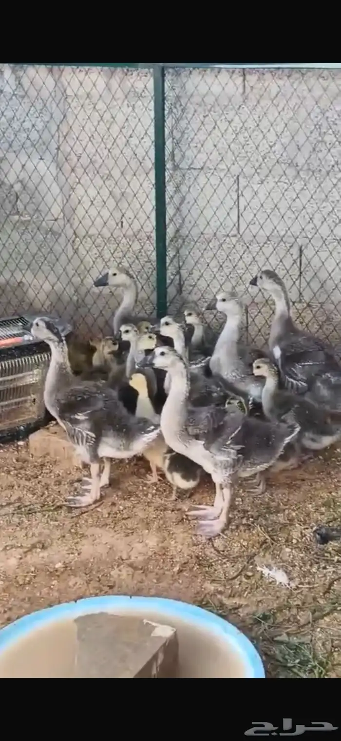 وز عراقي بسعر خيالي 13