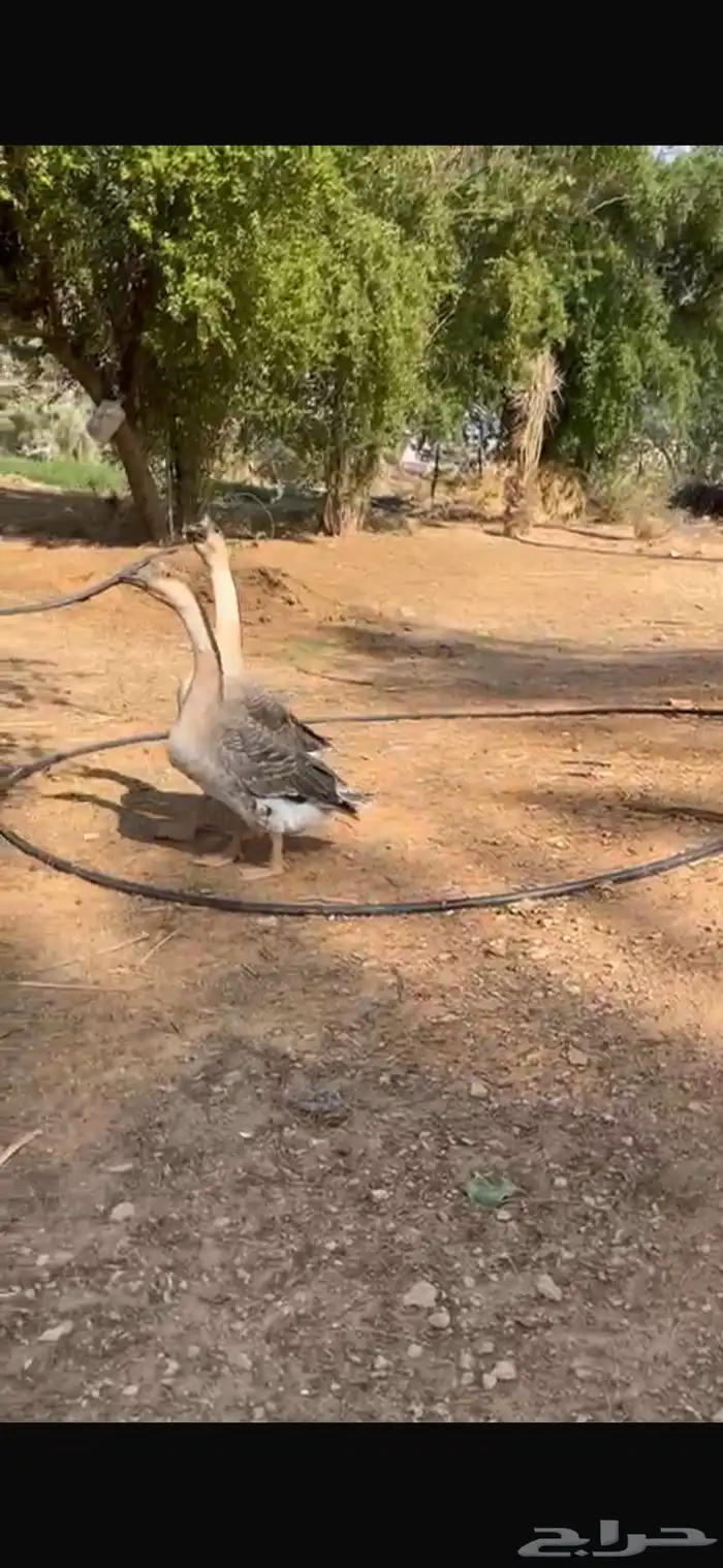 وز عراقي 0