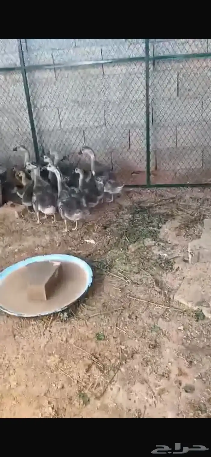 وز عراقي بسعر خيالي 9