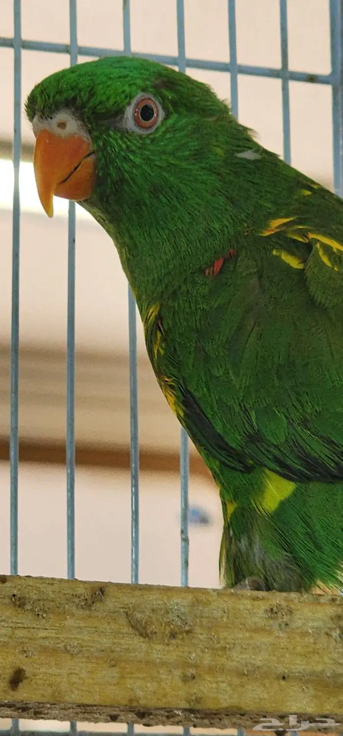 لوري سكالي ذكر 1