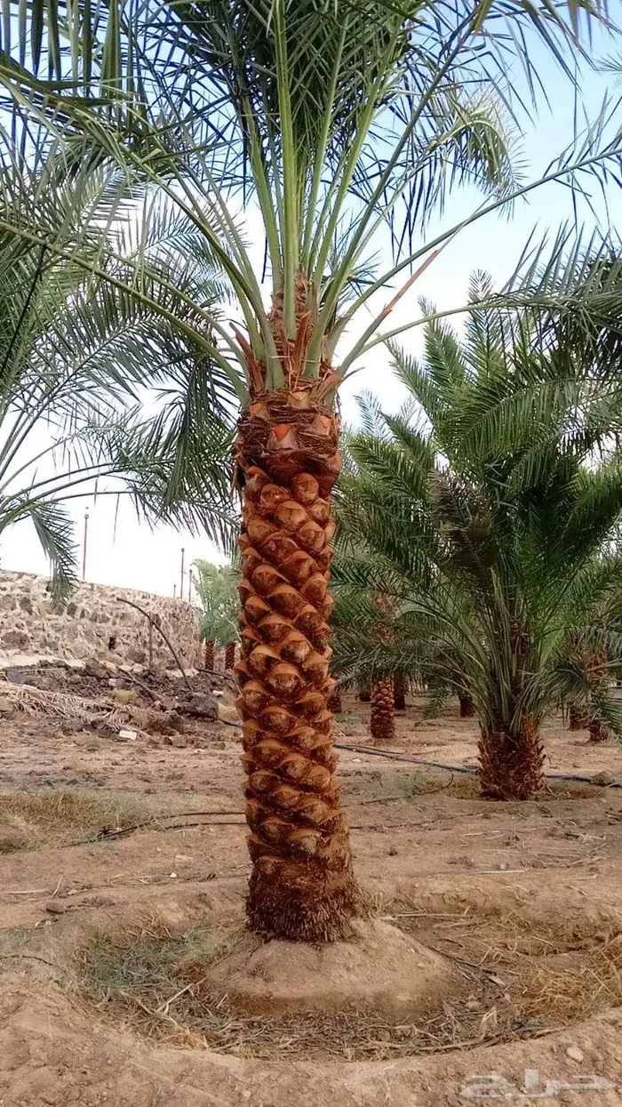 للبيع النخيل 8