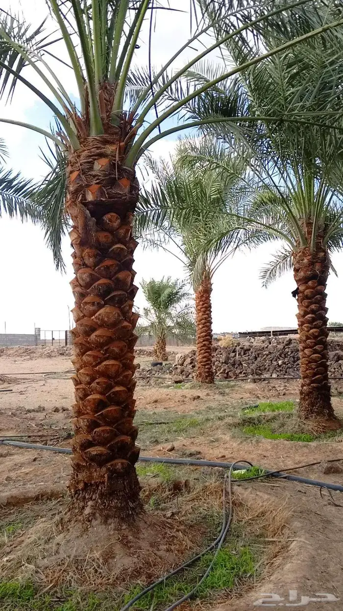 للبيع النخيل 3
