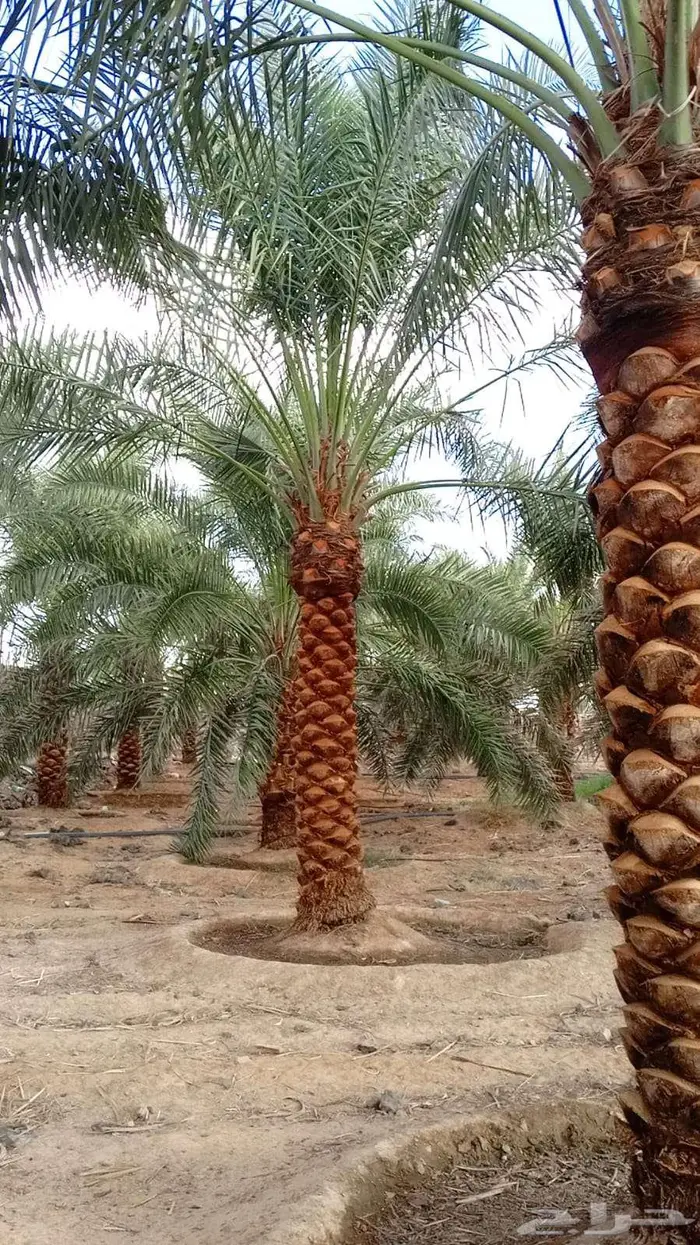 للبيع النخيل 2