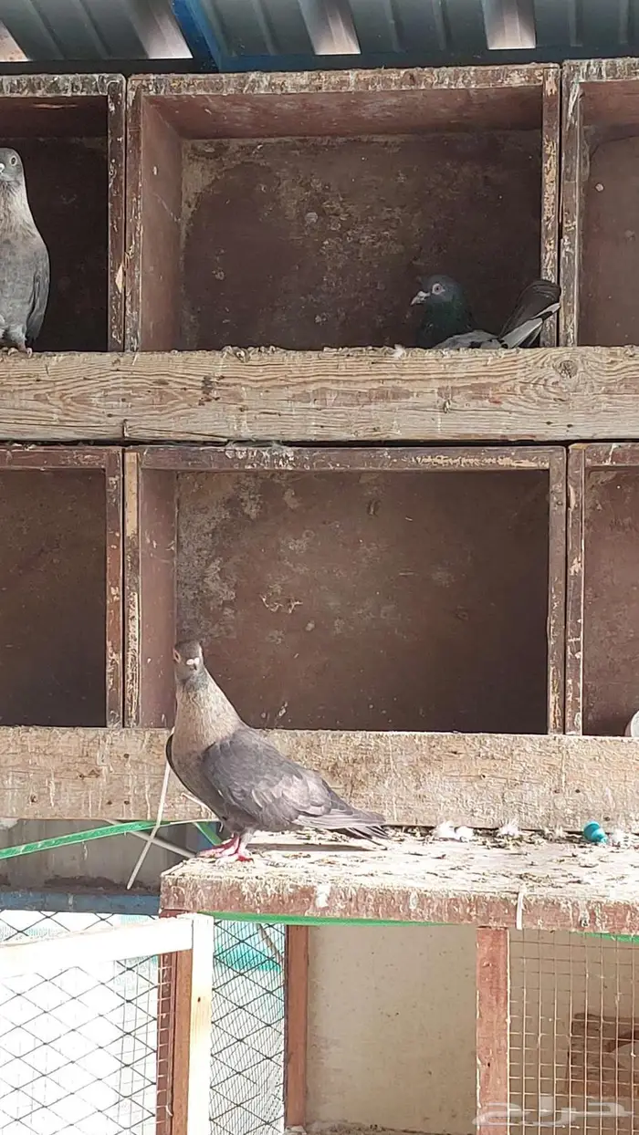 للبيع عشه حمان ريحاني تم البيييع 14