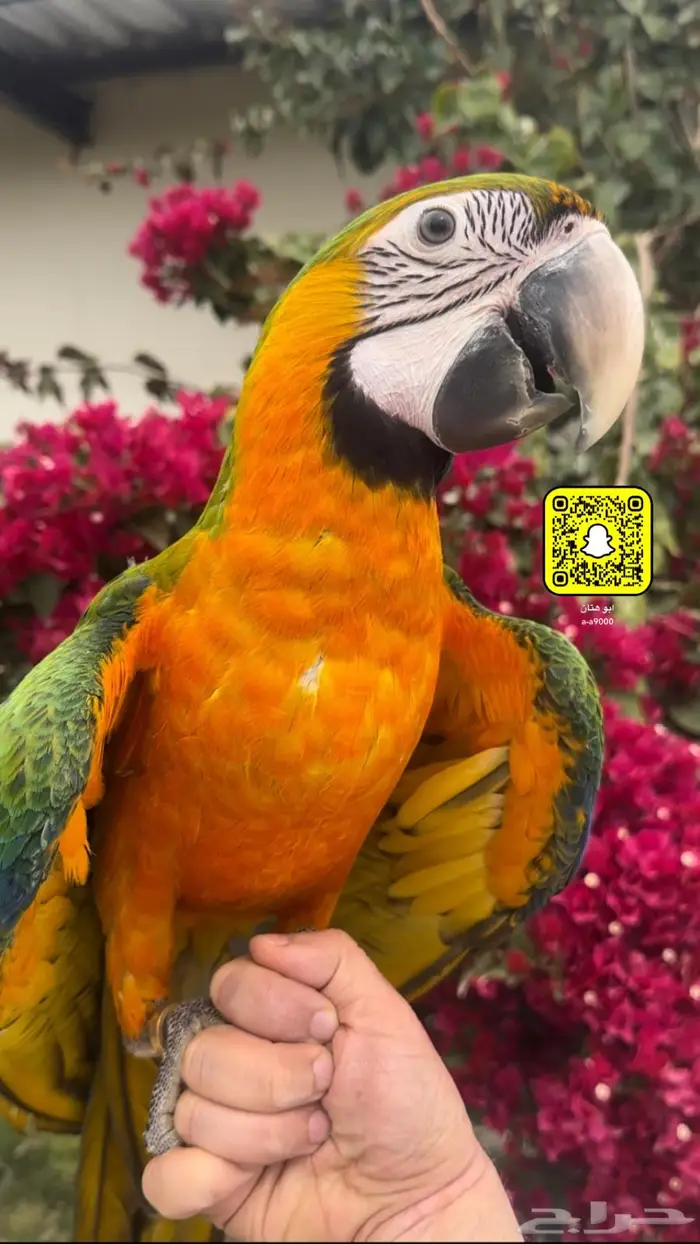 مكاو كتالينا و قرين وينق 0
