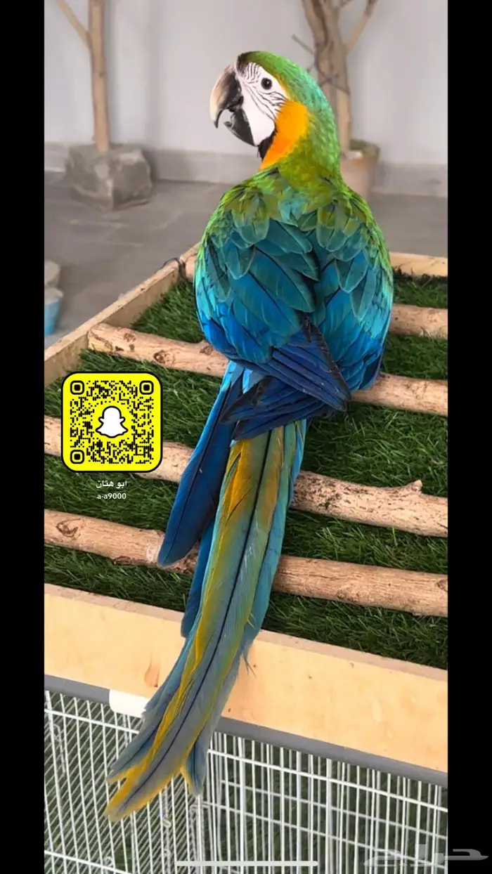 مكاو كتالينا و قرين وينق 1