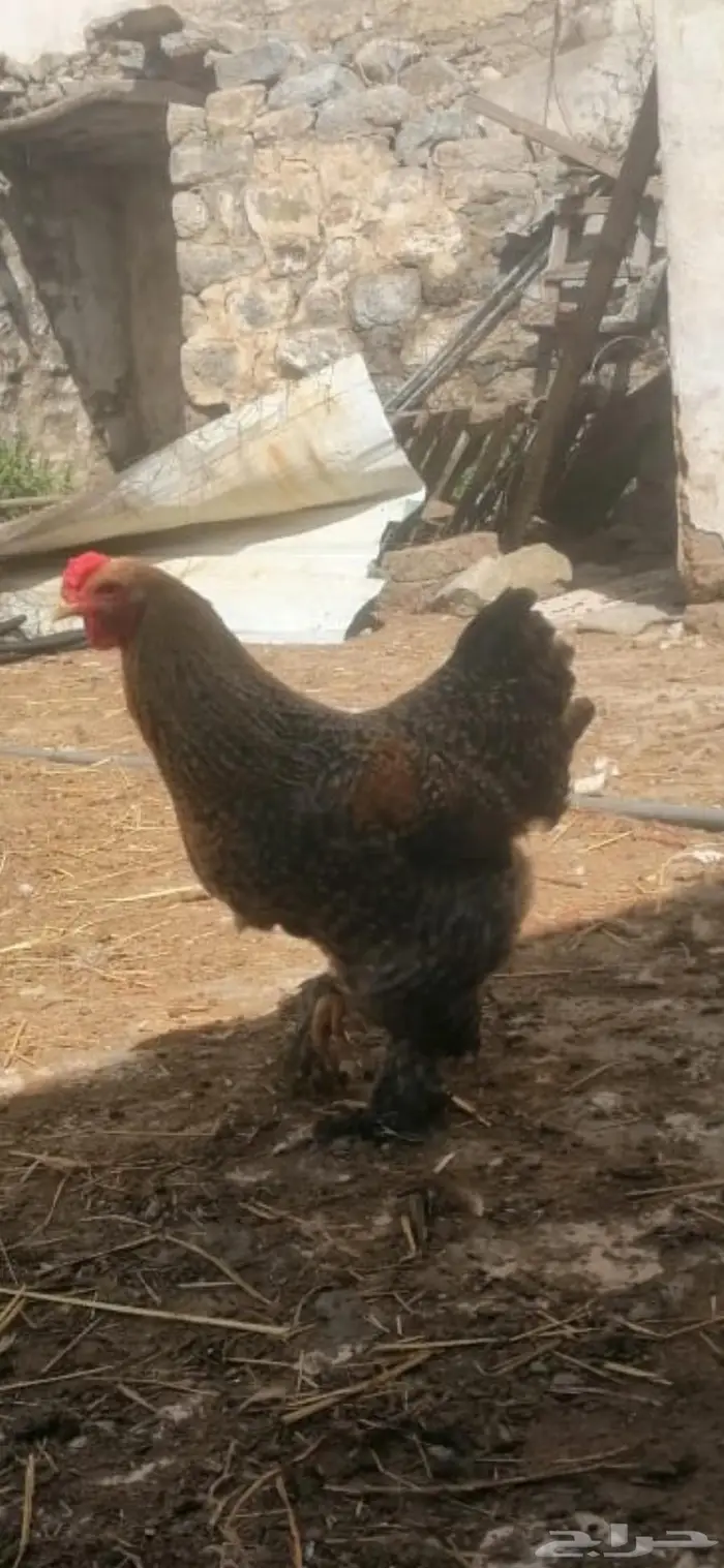 دجاج براهما 5