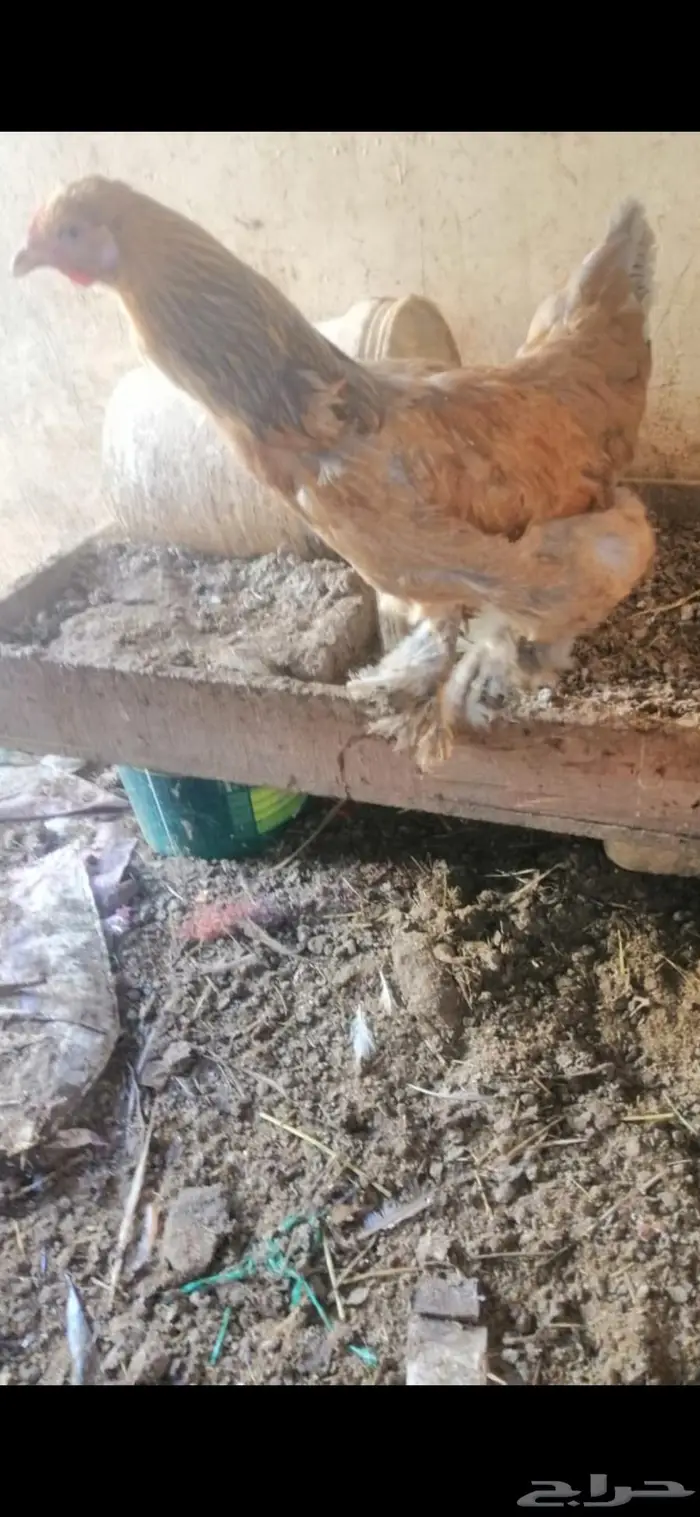 دجاج براهما 3