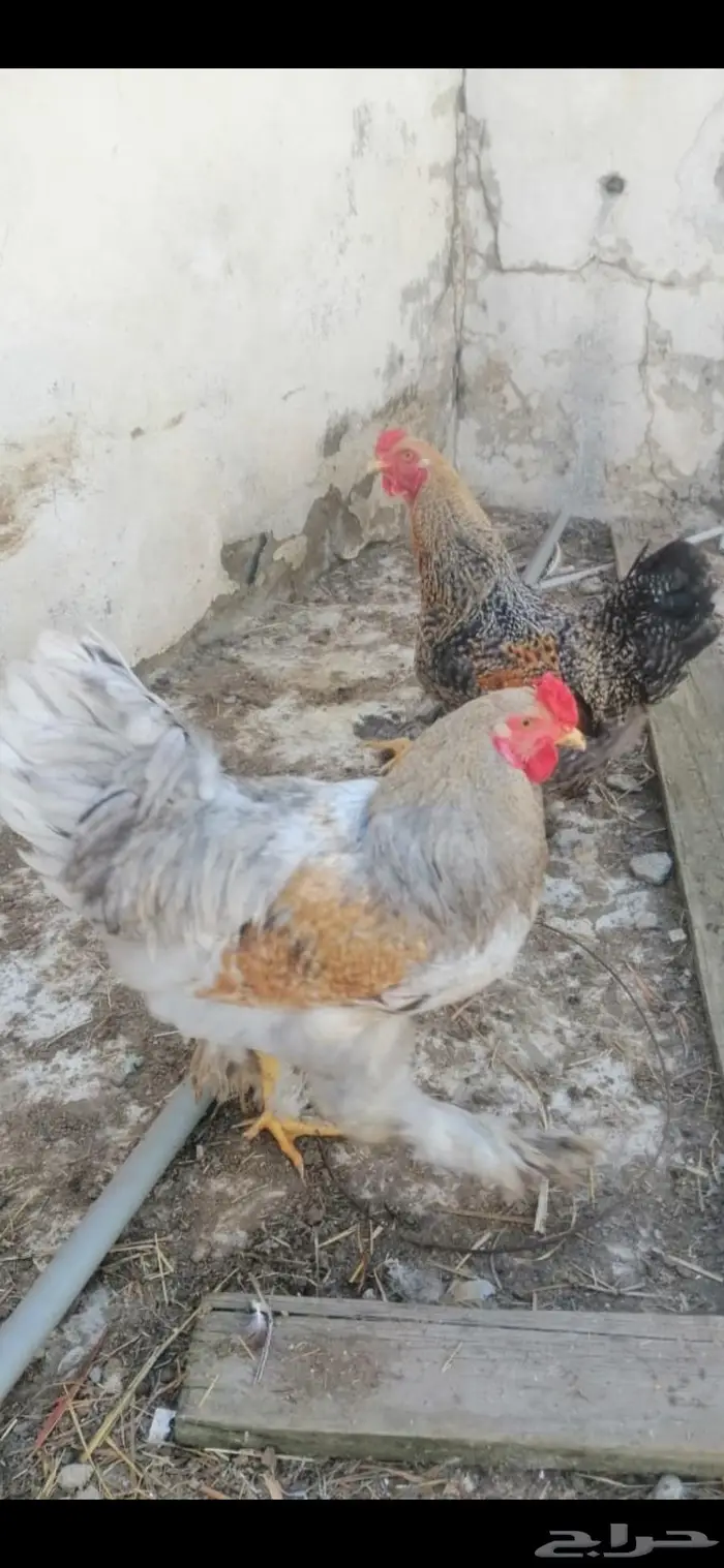 دجاج براهما 0