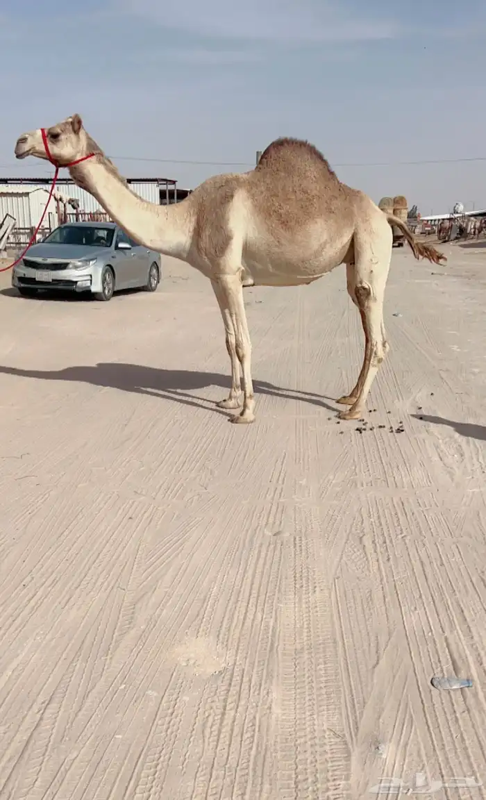 سودانيه معشر كفو على سياف ولد موجه منتج سبق 0