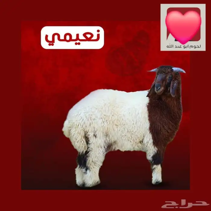 ذبائح ابو عبدلله 0