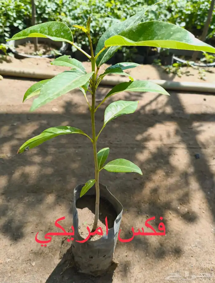 شتلات منوعه بأرخص الاسعار وأجود المواصفات (2-5-8-15-25) 2