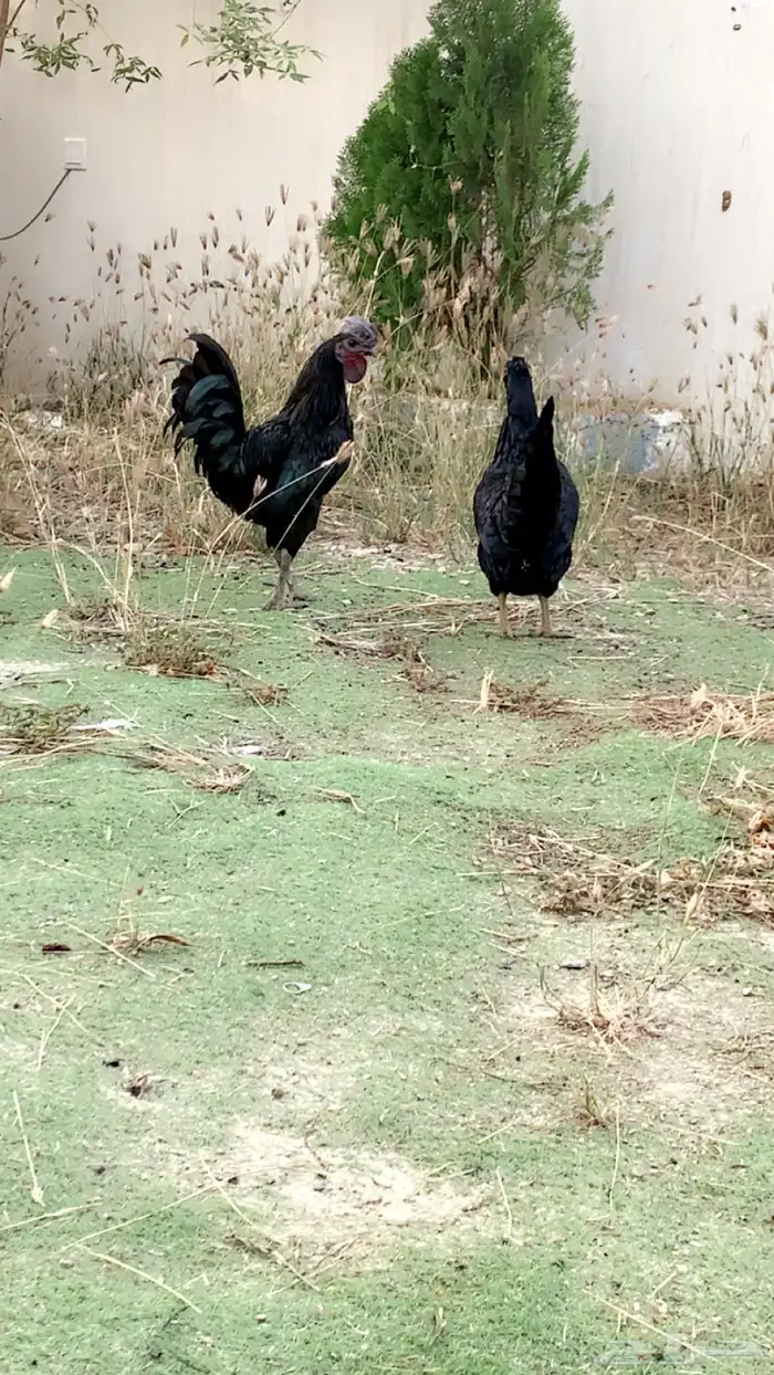 جاج اندونيسي لمنبورقيني دم صافي ودجاج مشكل 1