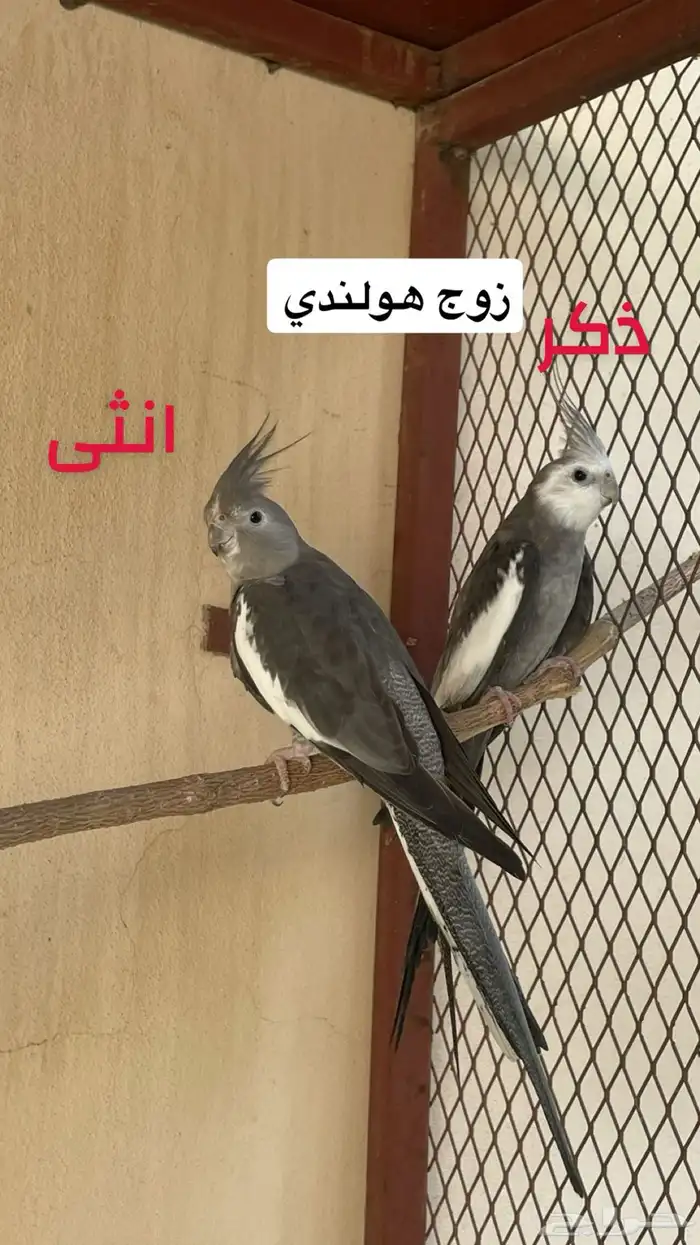 زوج كروان 0