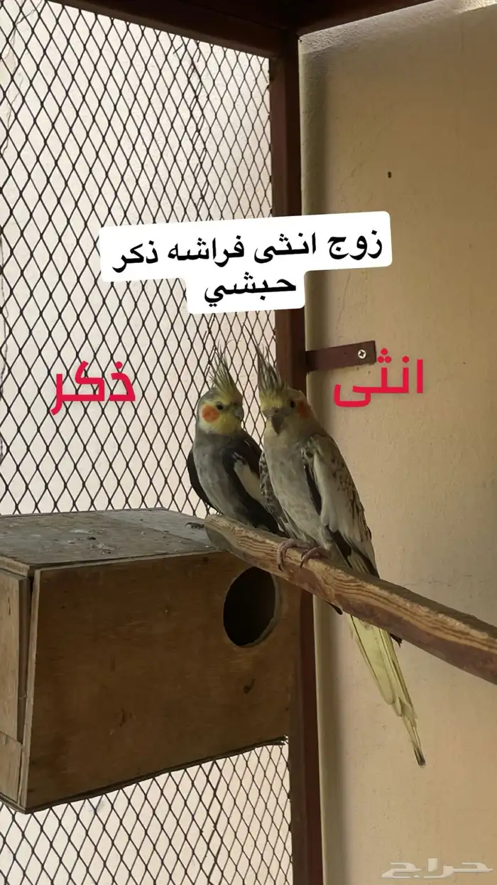 زوج كروان 1
