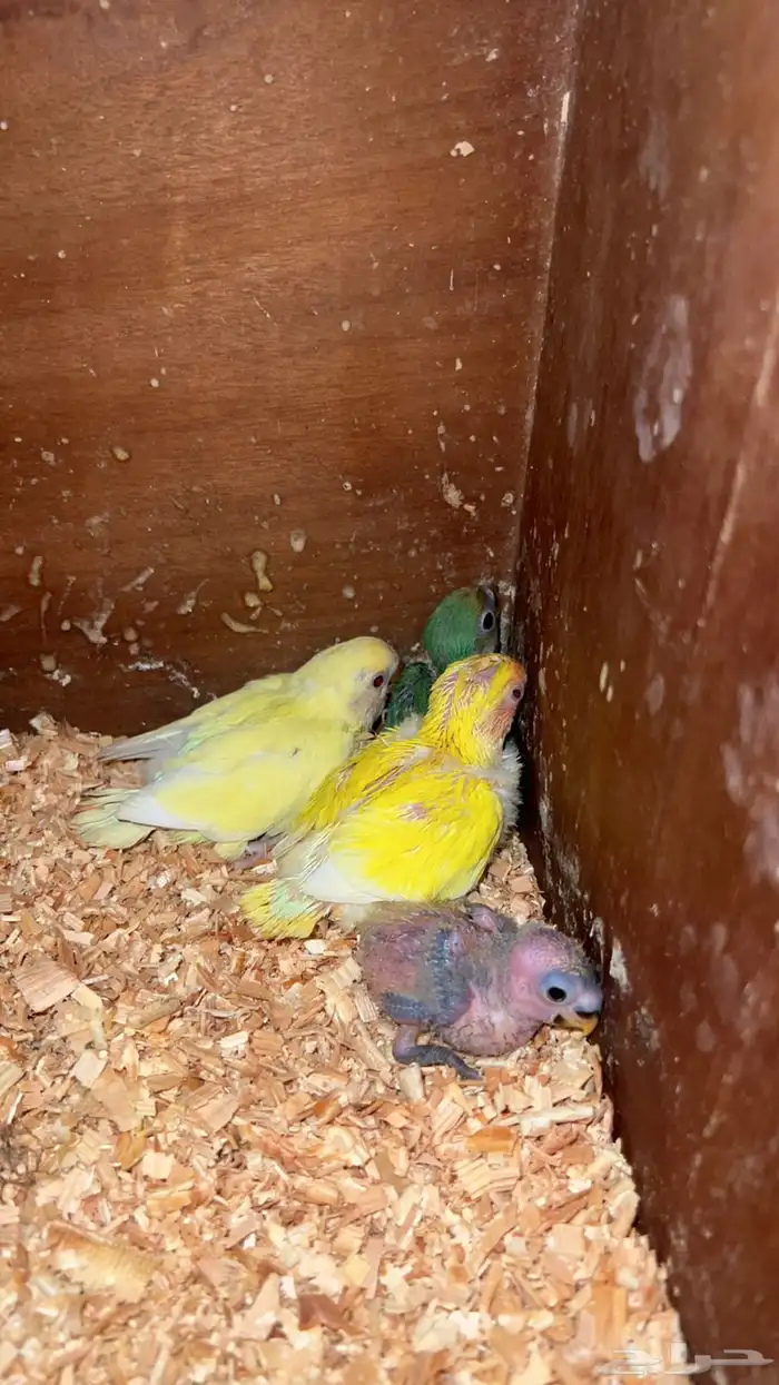 فروخ روز 1