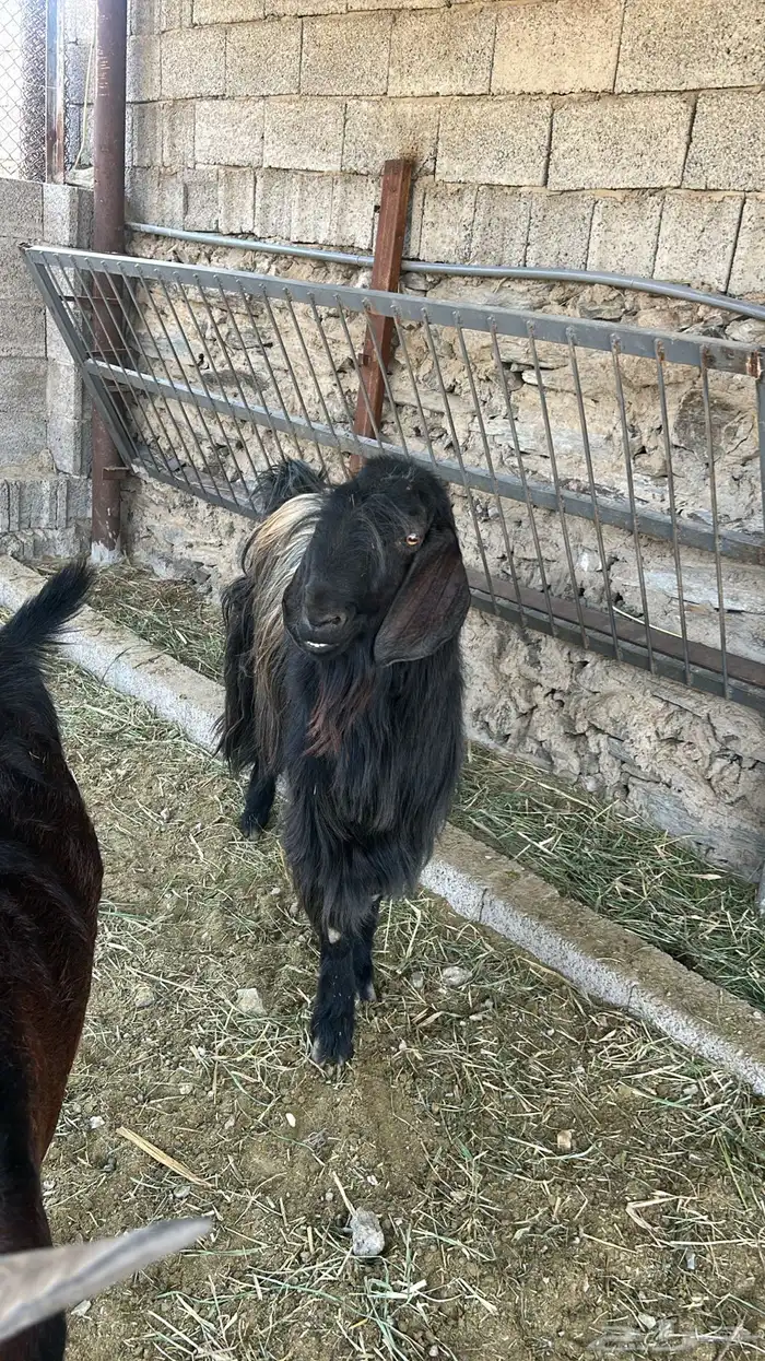 محايل 3