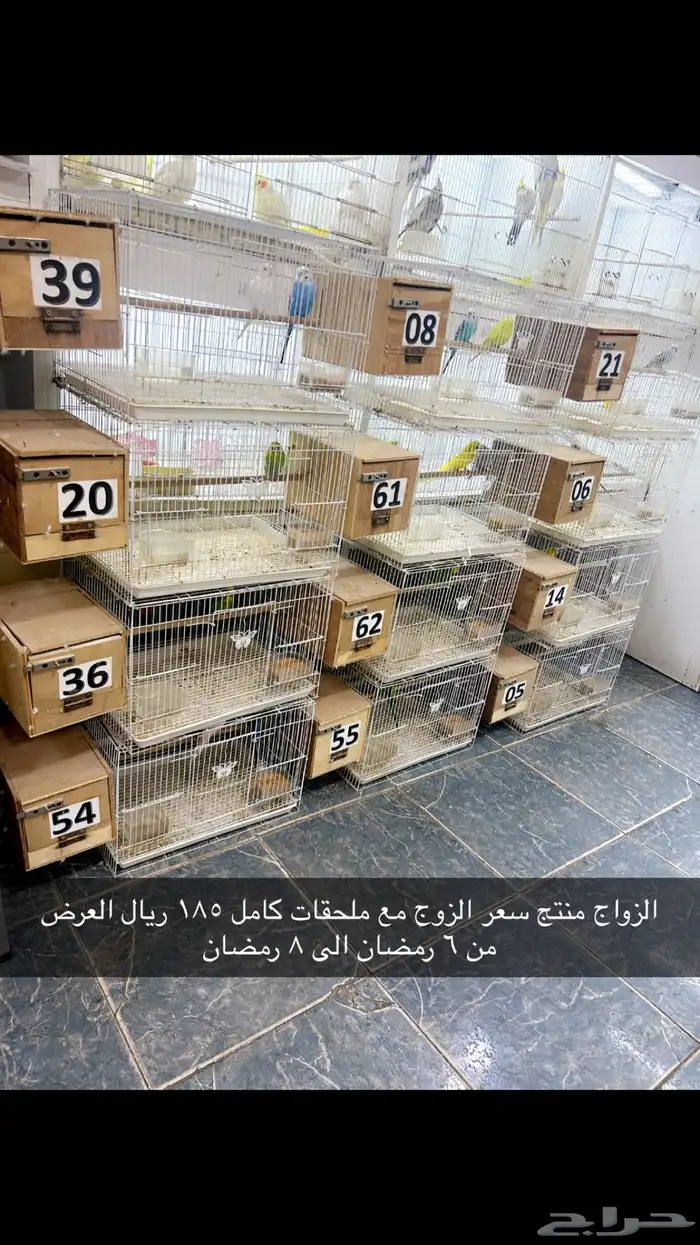 طيور كروان روز 49