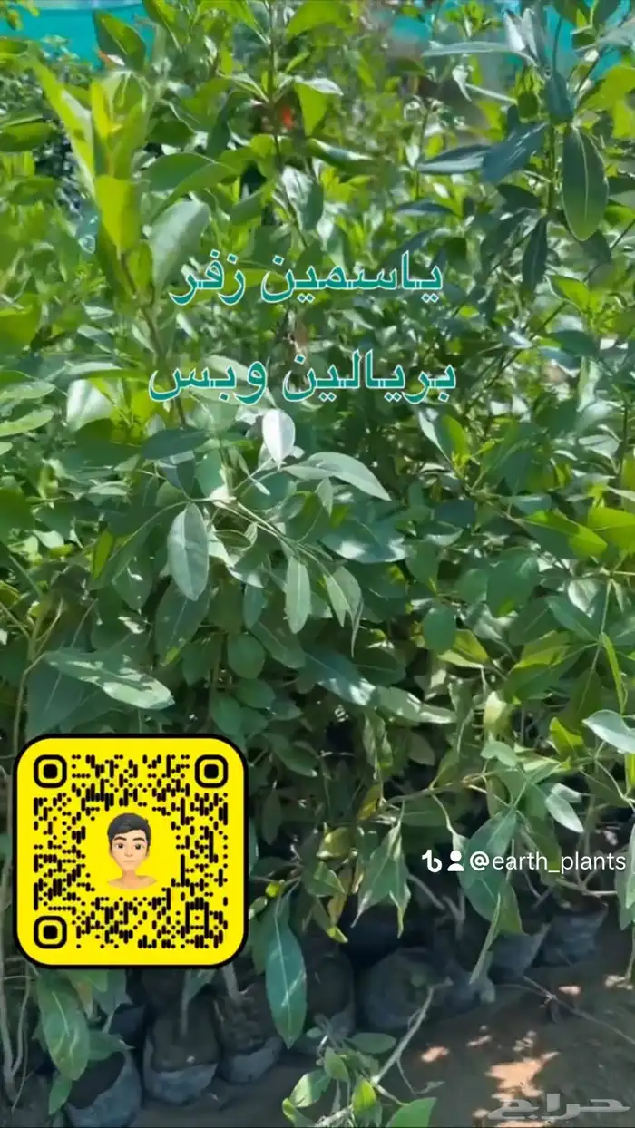 شتلات منوعه بأرخص الاسعار وأجود المواصفات (2-5-8-15-25) 34