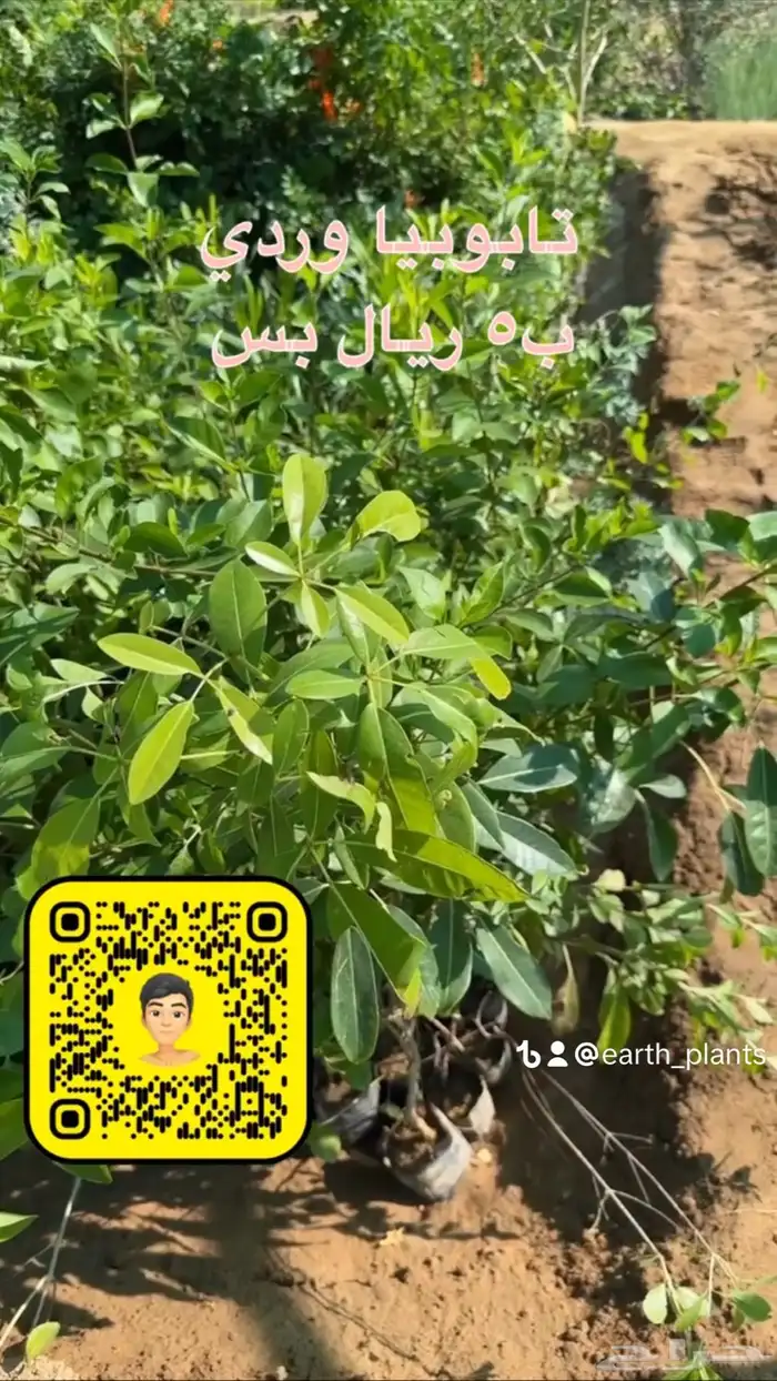 شتلات منوعه بأرخص الاسعار وأجود المواصفات (2-5-8-15-25) 33