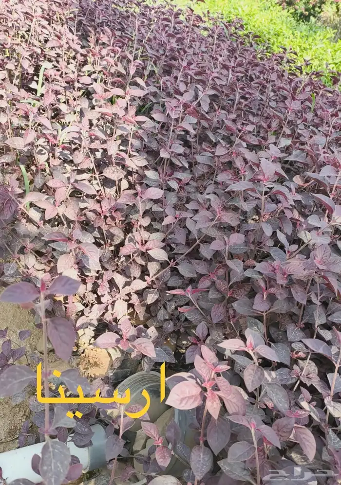 شتلات منوعه بأرخص الاسعار وأجود المواصفات (2-5-8-15-25) 11