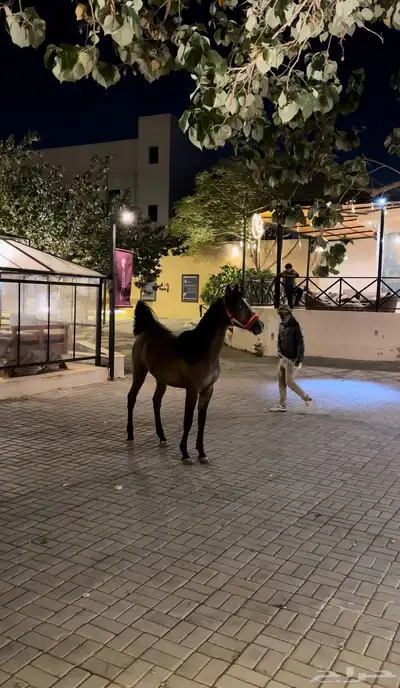 مهره واهو 0