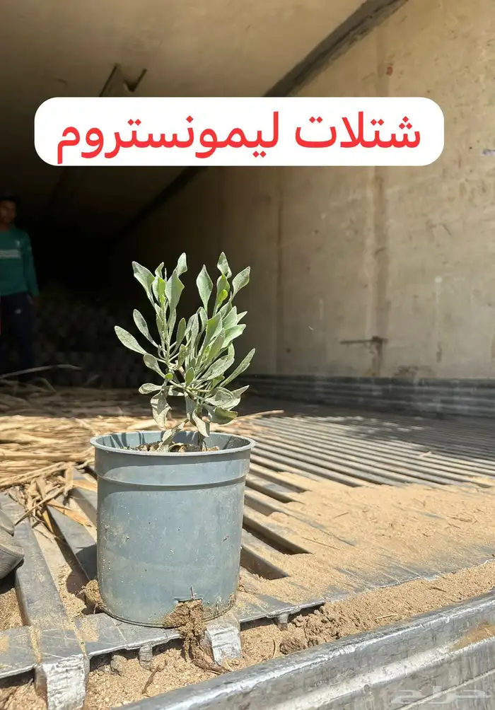 مشتل لبيع الاشجار بالجملة 2