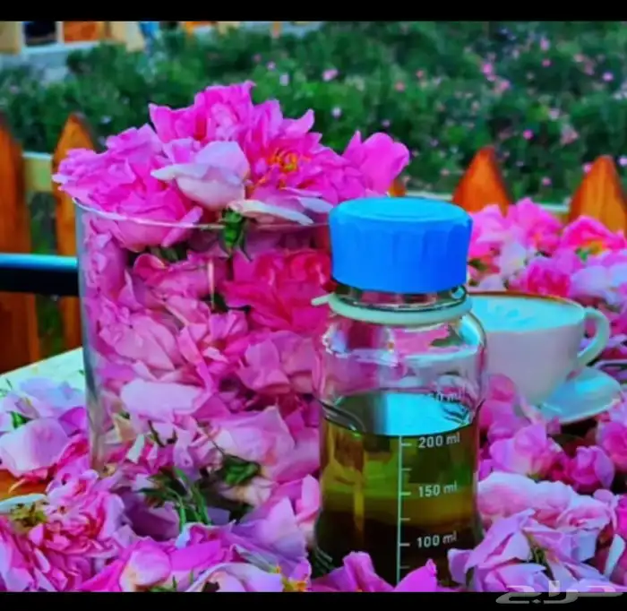 ورد طايفي_ومنتجاته 3