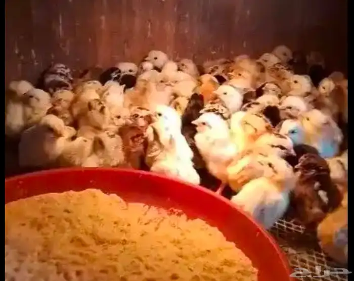 صوص مجمد غذا لصقور 0