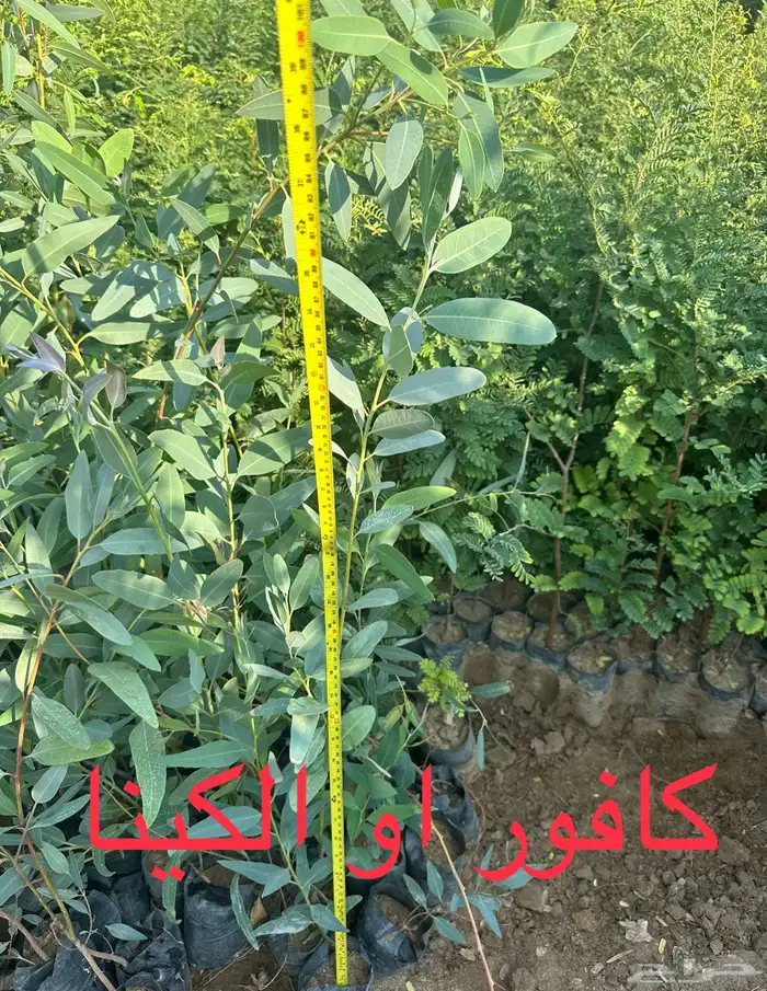 شتلات منوعه بأرخص الاسعار وأجود المواصفات (2-5-8-15-25) 22