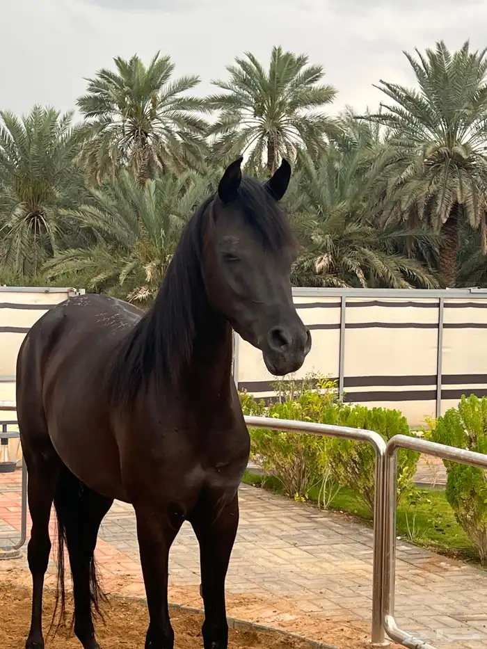 اسطبل نجوم الكردي في المدينه المنوره الجرف إيواء خيل تدريب 7