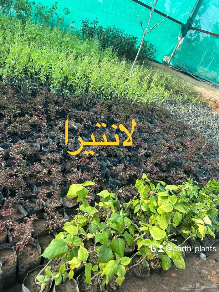 شتلات منوعه بأرخص الاسعار وأجود المواصفات (2-5-8-15-25) 21
