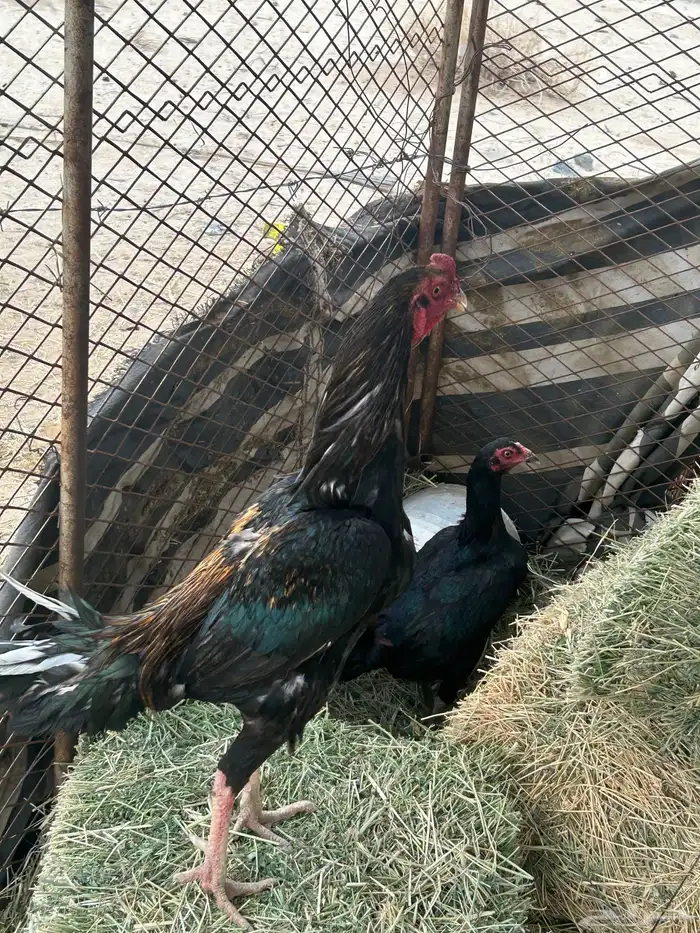 دجاج باكستاني بياض 1