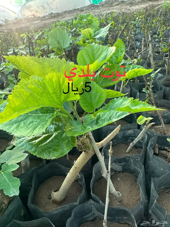 شتلات منوعه بأرخص الاسعار وأجود المواصفات (2-5-8-15-25) 25