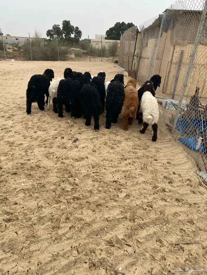 عرب 9 روس 1