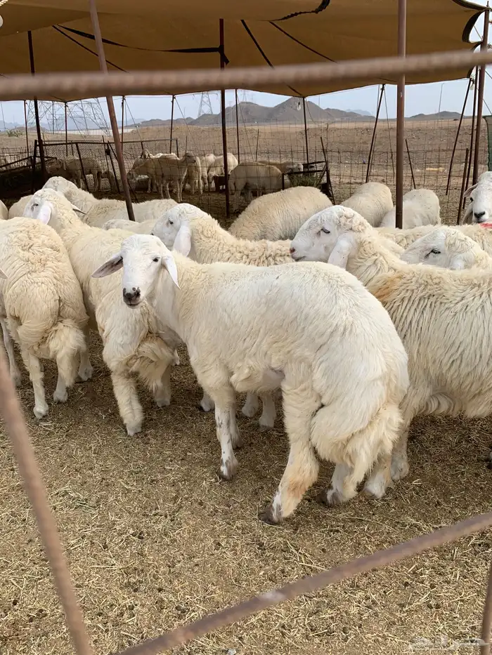 طليان جبر ناهي ذبايح ثلاجه ذبائح كبار وزن يوجد صلخ وتوصيل 0